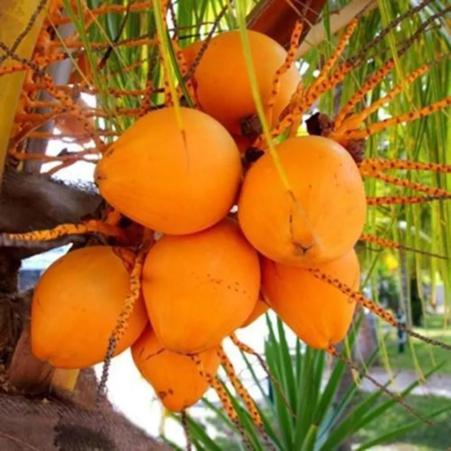 Les Lausianes Villa Gros-Morne Martinica