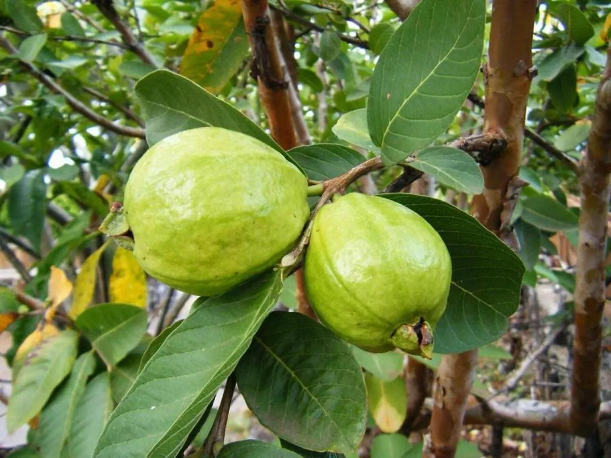 Les Lausianes Villa Gros-Morne 0*,  Martinique